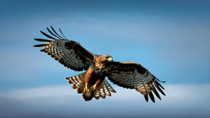 空を飛ぶ鷹 / かっこいいのフリー素材・写真・画像