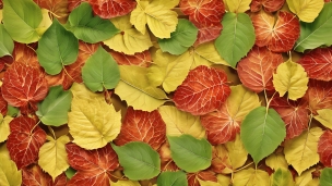 画面いっぱいに敷き詰められた秋の葉 / 紅葉 / 赤・緑・黄色のフリー素材・写真・画像